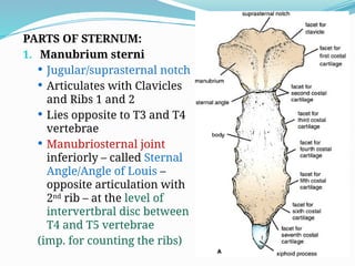 PARTS OF STERNUM:
1. Manubrium sterni
 Jugular/suprasternal notch
 Articulates with Clavicles
and Ribs 1 and 2
 Lies opposite to T3 and T4
vertebrae
 Manubriosternal joint
inferiorly – called Sternal
Angle/Angle of Louis –
opposite articulation with
2nd
rib – at the level of
intervertbral disc between
T4 and T5 vertebrae
(imp. for counting the ribs)
 