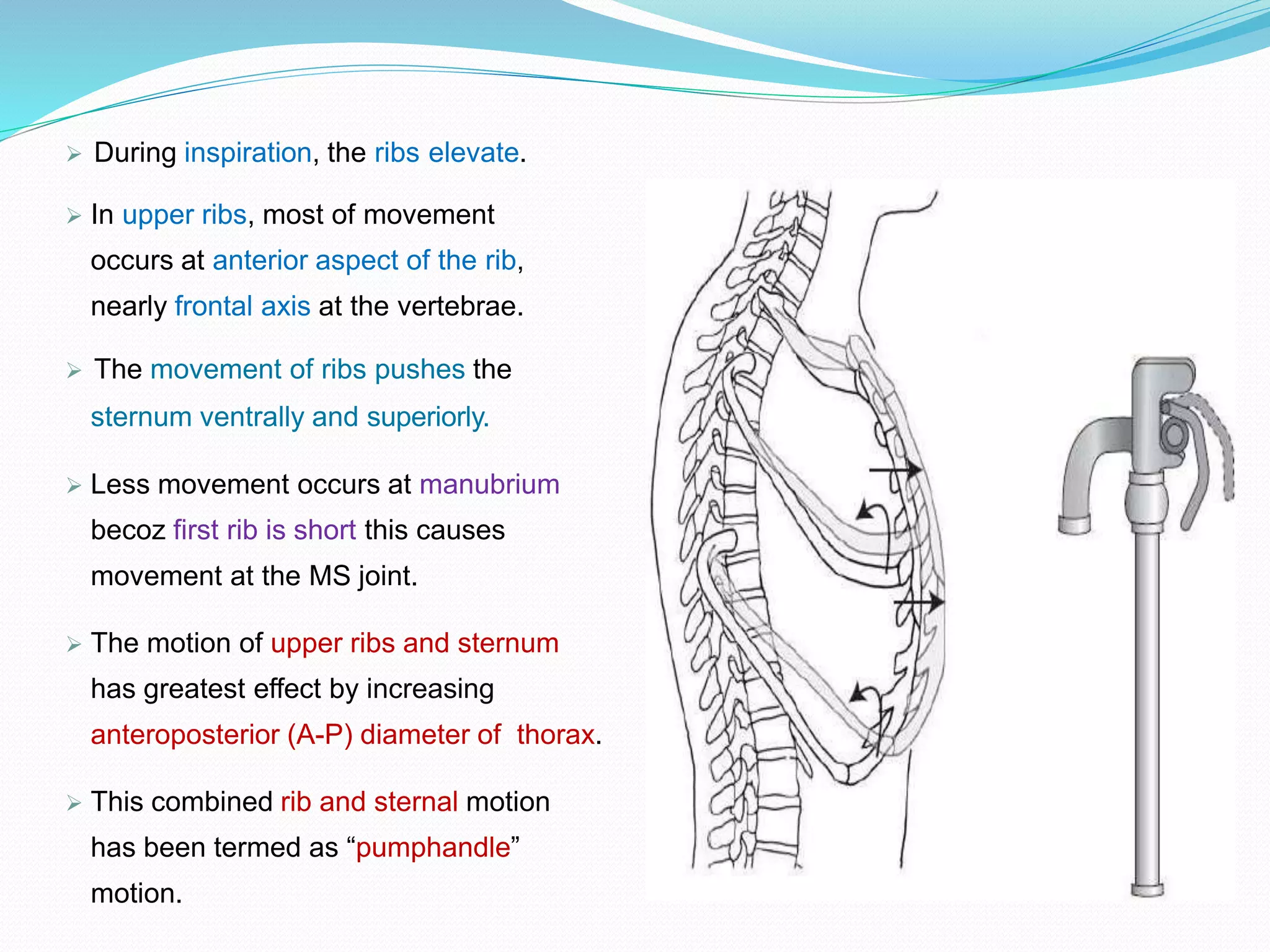 Thoracic Cage | PPTX