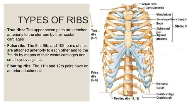 thoracic cage anatomy presentation pptx | PPT