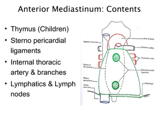 Thoracic cavity Human Anatomy Presentation.pptx