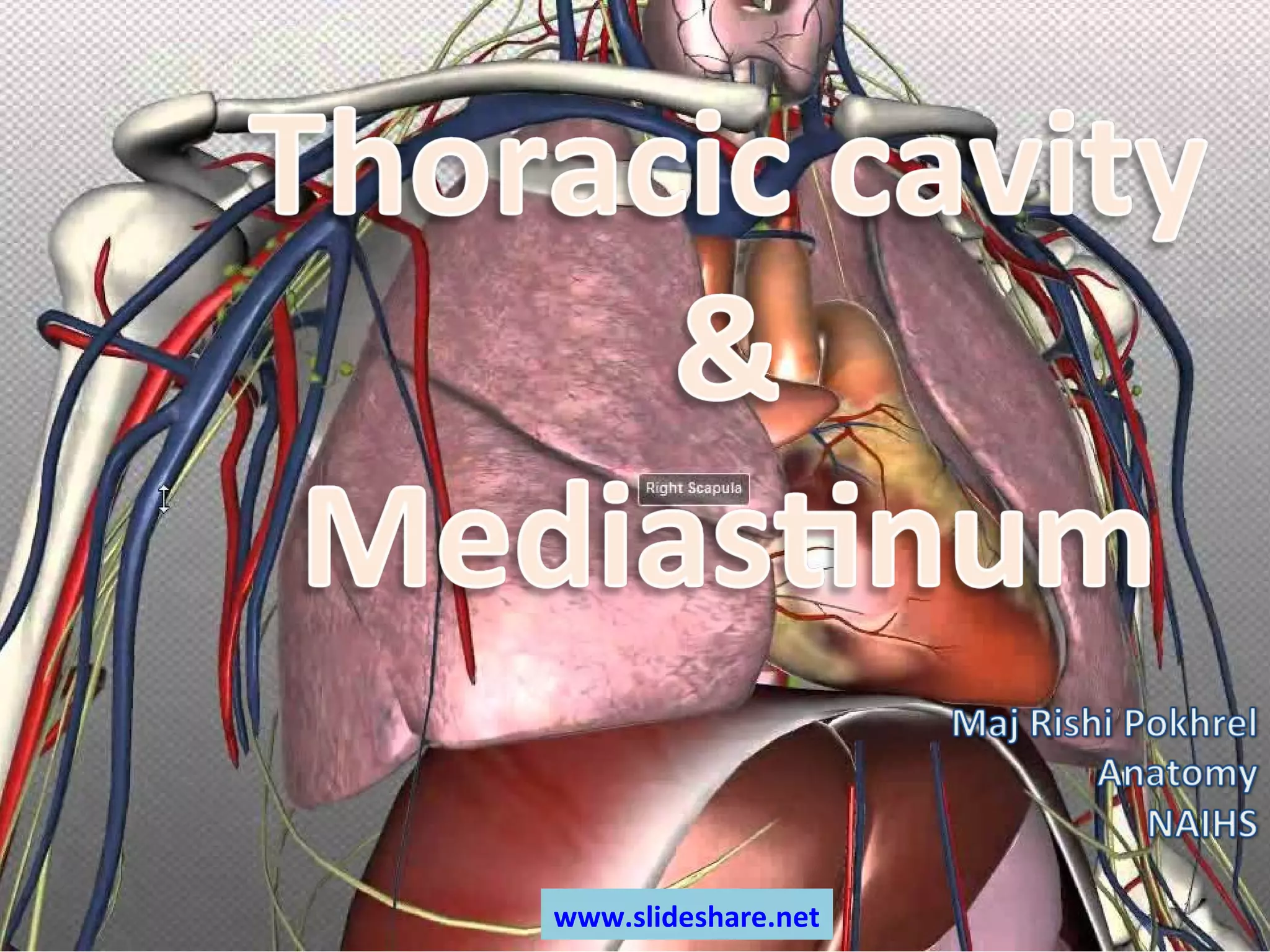 Thoracic cavity & mediastinum | PPT