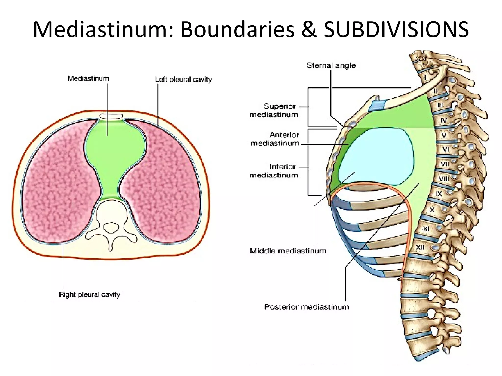 Thoracic cavity & mediastinum | PPT