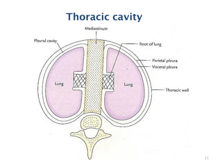 Thoracic cavity & mediastinum | PPT
