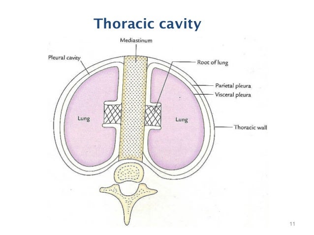 Thoracic Cavity And Mediastinum