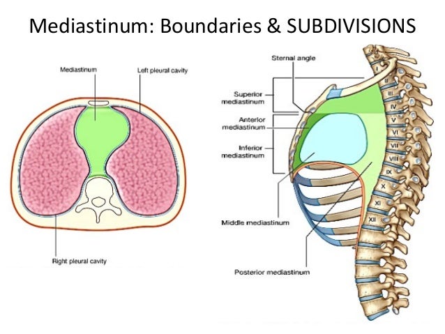 Thoracic Cavity Mediastinum Thoracic Cavity Mediastinum