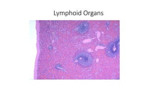 Lymphoid Organs
 