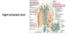 Right lymphatic duct
 