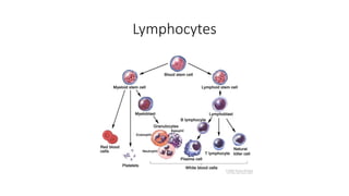 Lymphocytes
 