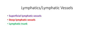 Lymphatics/Lymphatic Vessels
• Superficial lymphatic vessels
• Deep lymphatic vessels
• Lymphatic trunk
 