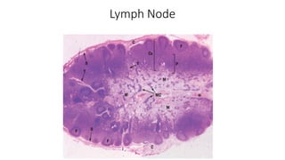 Lymph Node
 