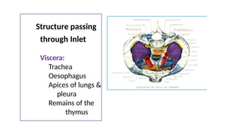 Thoracic Inlet Reflux Thoracic inlet AND CERVICAL RIB SYNDROME. | PPTX