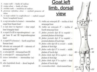 Goat Forelimb Thoracic limb | PPT