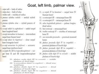 Goat Forelimb Thoracic limb | PPT