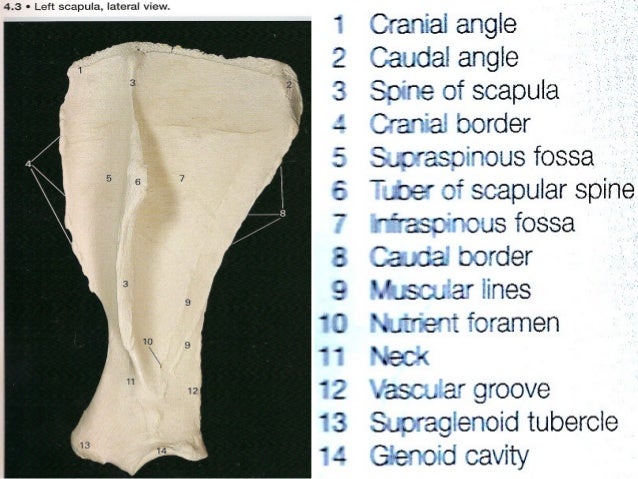Thoracic limb