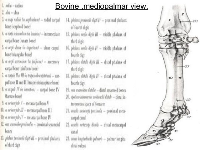 Thoracic limb