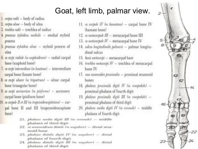 Thoracic limb