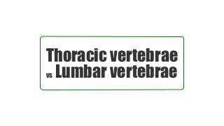 Thoracic vertebrae
vs Lumbar vertebrae
 