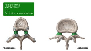 LATIN
Pediculus arcus vertebrae
Pedicle of the
vertebral arch
Lumbar spineThoracic spine
 
