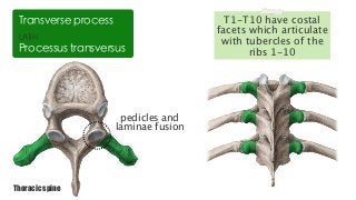 LATIN
Processus transversus
Transverse process
pedicles and
laminae fusion
Thoracic spine
T1-T10 have costal
facets which articulate
with tubercles of the
ribs 1-10
 