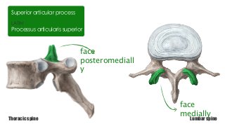 LATIN
Processus articularis superior
Superior articular process
face
posteromediall
y
face
medially
Thoracic spine Lumbar spine
 