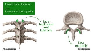 face
backward
and
laterally
face
medially
Thoracic spine Lumbar spine
LATIN
Facies articularis superior
Superior articular facet
 