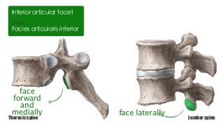 LATIN
Facies articularis inferior
Inferior articular facet
face
forward
and
medially face laterallyThoracic spine Lumbar spine
 