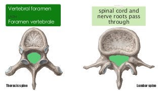 Thoracic spine Lumbar spine
LATIN
Foramen vertebrale
Vertebral foramen spinal cord and
nerve roots pass
through
 