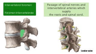 LATIN
Foramen intervertebrale
Intervertebral foramen Passage of spinal nerves and
intervertebral arteries which
supply
the roots and spinal cord.
Lumbar spine
 