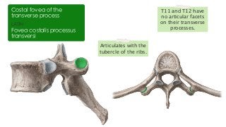 T11 and T12 have
no articular facets
on their transverse
processes.
LATIN
Fovea costalis processus
transversi
Costal fovea of the
transverse process
Articulates with the
tubercle of the ribs.
 