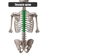 Thoracic spine
 