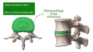 LATIN
Discus intervertebralis
Intervertebral disc
Fibrocartilagi
nous
structure
 