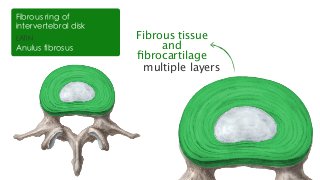 multiple layers
Fibrous tissue
and
ﬁbrocartilage
LATIN
Anulus fibrosus
Fibrous ring of
intervertebral disk
 