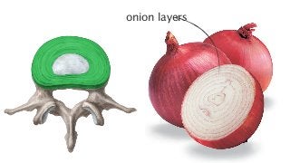 onion layers
 