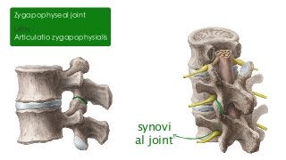LATIN
Articulatio zygapophysialis
Zygapophyseal joint
synovi
al joint
 