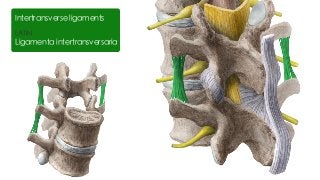 LATIN
Ligamenta intertransversaria
Intertransverse ligaments
 