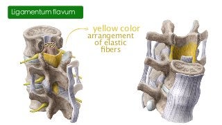Ligamentum flavum
yellow color
arrangement
of elastic
ﬁbers
 