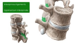 LATIN
Ligamentum interspinale
Interspinous ligaments
 
