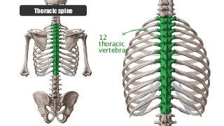 Thoracic spine
12
thoracic
vertebrae
 