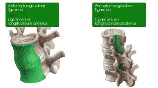 LATIN
Ligamentum
longitudinale anterius
Anterior longitudinal
ligament
LATIN
Ligamentum
longitudinale posterius
Posterior longitudinal
ligament
 