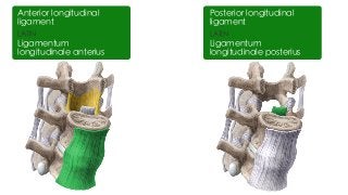 Posterior longitudinal
ligament
LATIN
Ligamentum
longitudinale anterius
Anterior longitudinal
ligament
LATIN
Ligamentum
longitudinale posterius
Posterior longitudinal
ligament
 