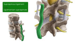 LATIN
Ligamentum supraspinale
Supraspinous ligament
 