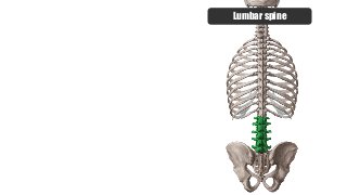Lumbar spine
 