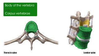 LATIN
Corpus vertebrae
Body of the vertebra
Thoracic spine Lumbar spine
 
