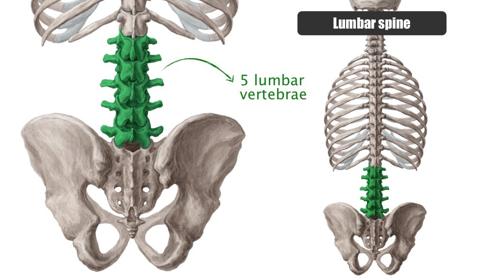 Thoracic vertebrae Vs Lumbar Vertebrae | anatomy Kenhub