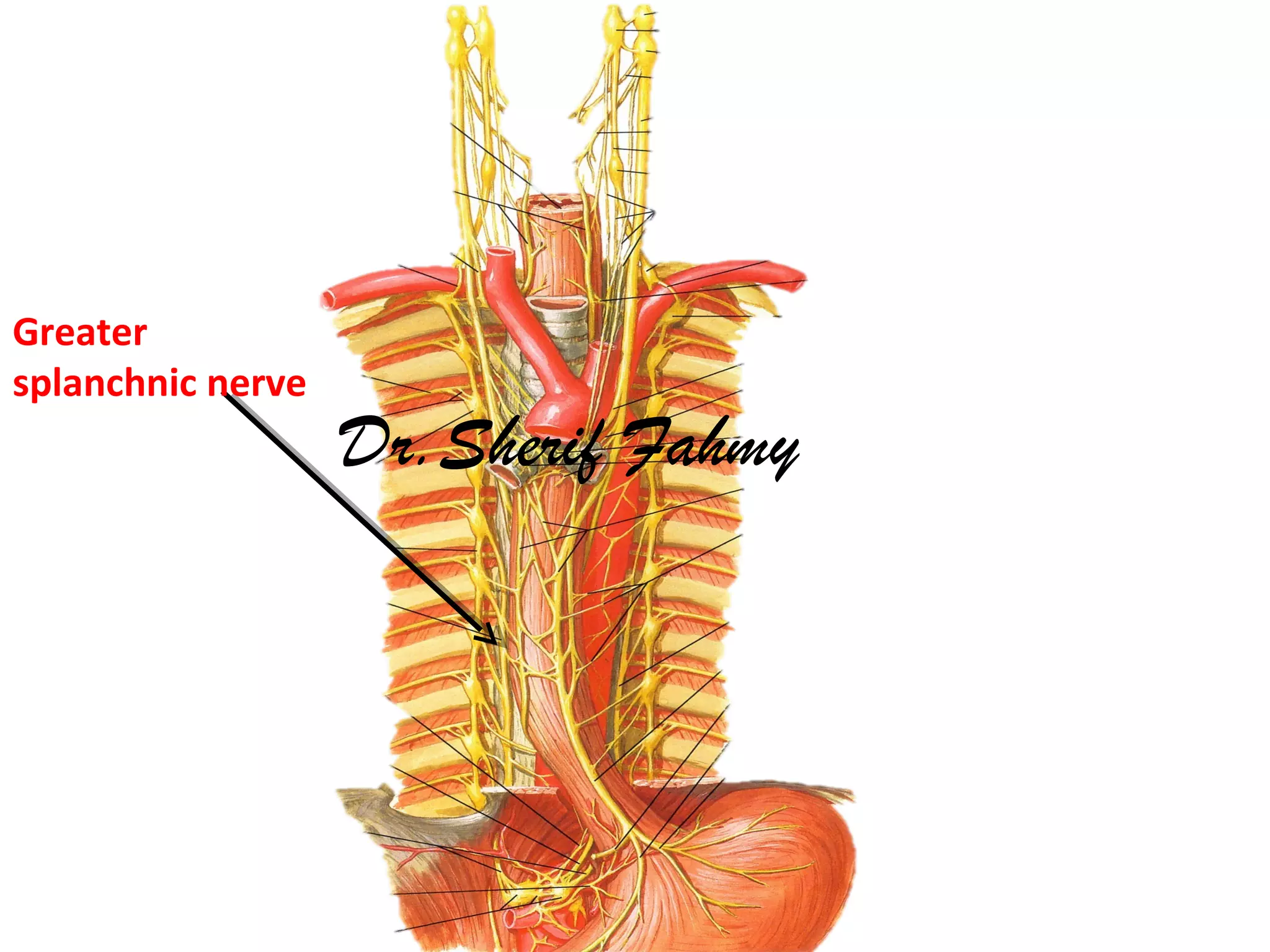 Greater
splanchnic nerve
Dr.Sherif Fahmy
 