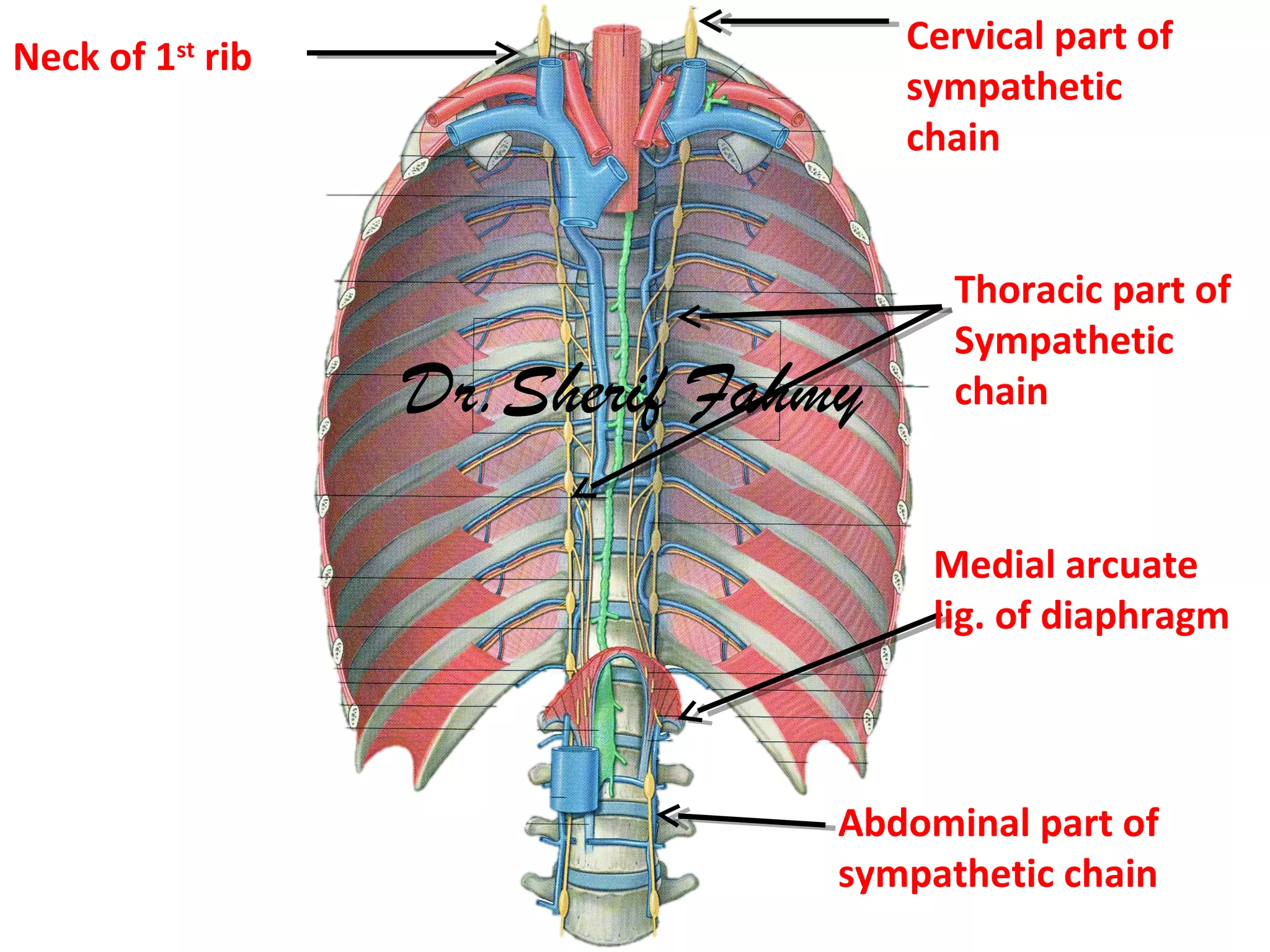 Thoracic part of
Sympathetic
chain
Cervical part of
sympathetic
chain
Medial arcuate
lig. of diaphragm
Abdominal part of
sympathetic chain
Neck of 1st
rib
Dr.Sherif Fahmy
 
