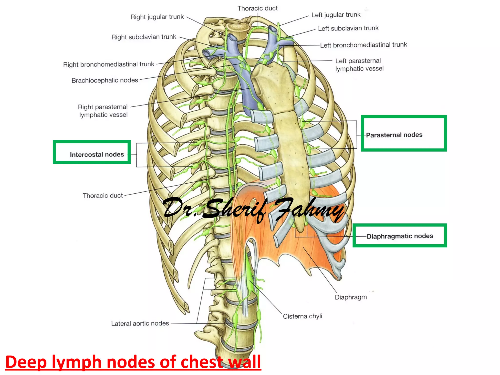 Deep lymph nodes of chest wall
Dr.Sherif Fahmy
 