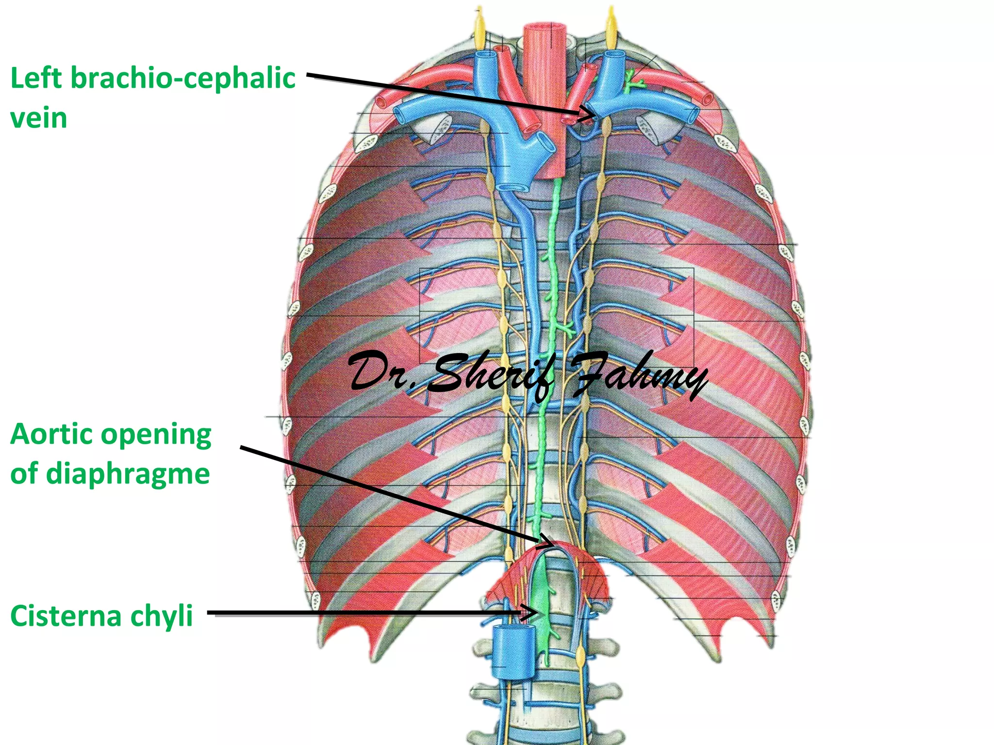 Cisterna chyli
Aortic opening
of diaphragme
Left brachio-cephalic
vein
Dr.Sherif Fahmy
 