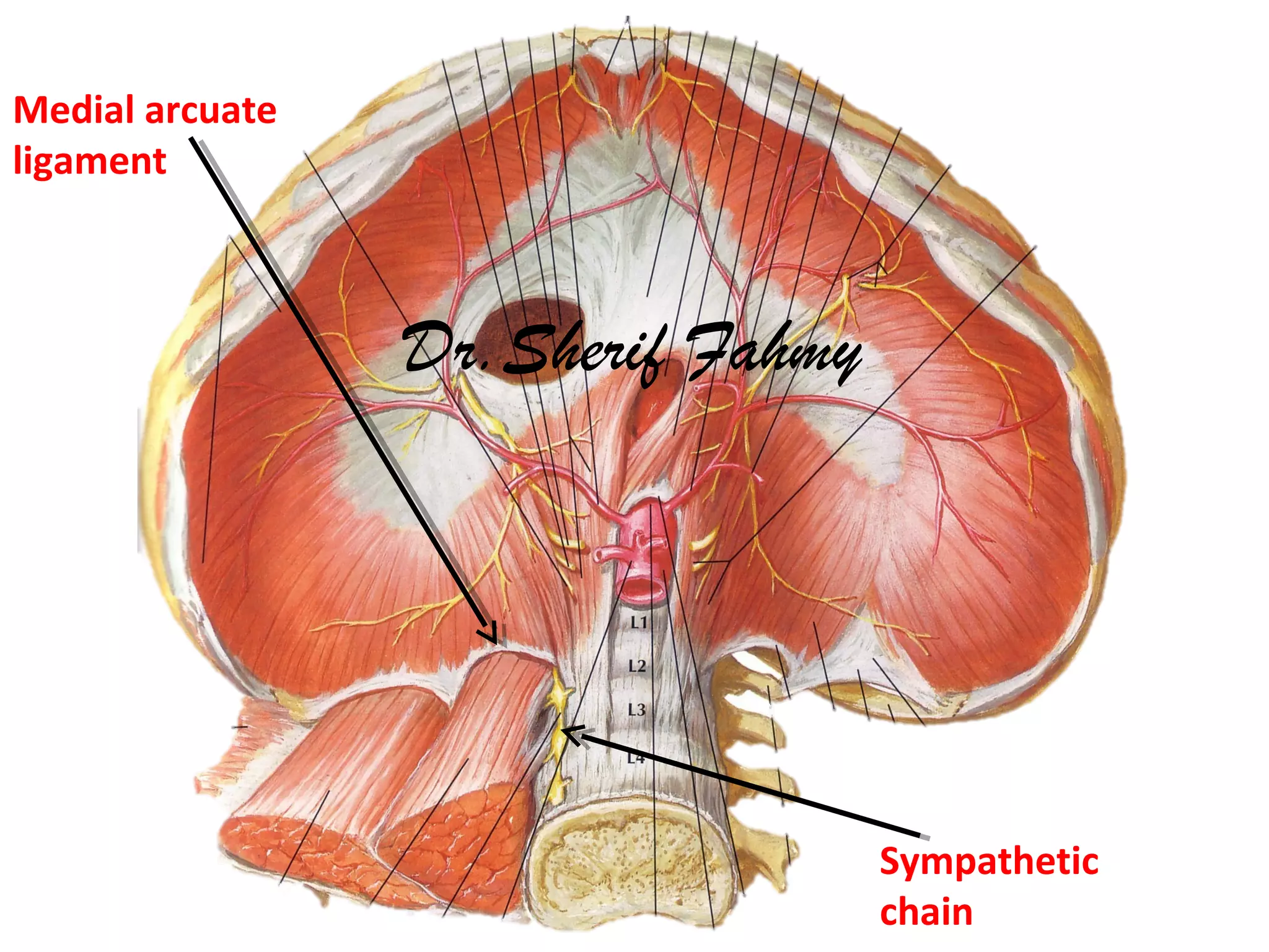 Sympathetic
chain
Medial arcuate
ligament
Dr.Sherif Fahmy
 