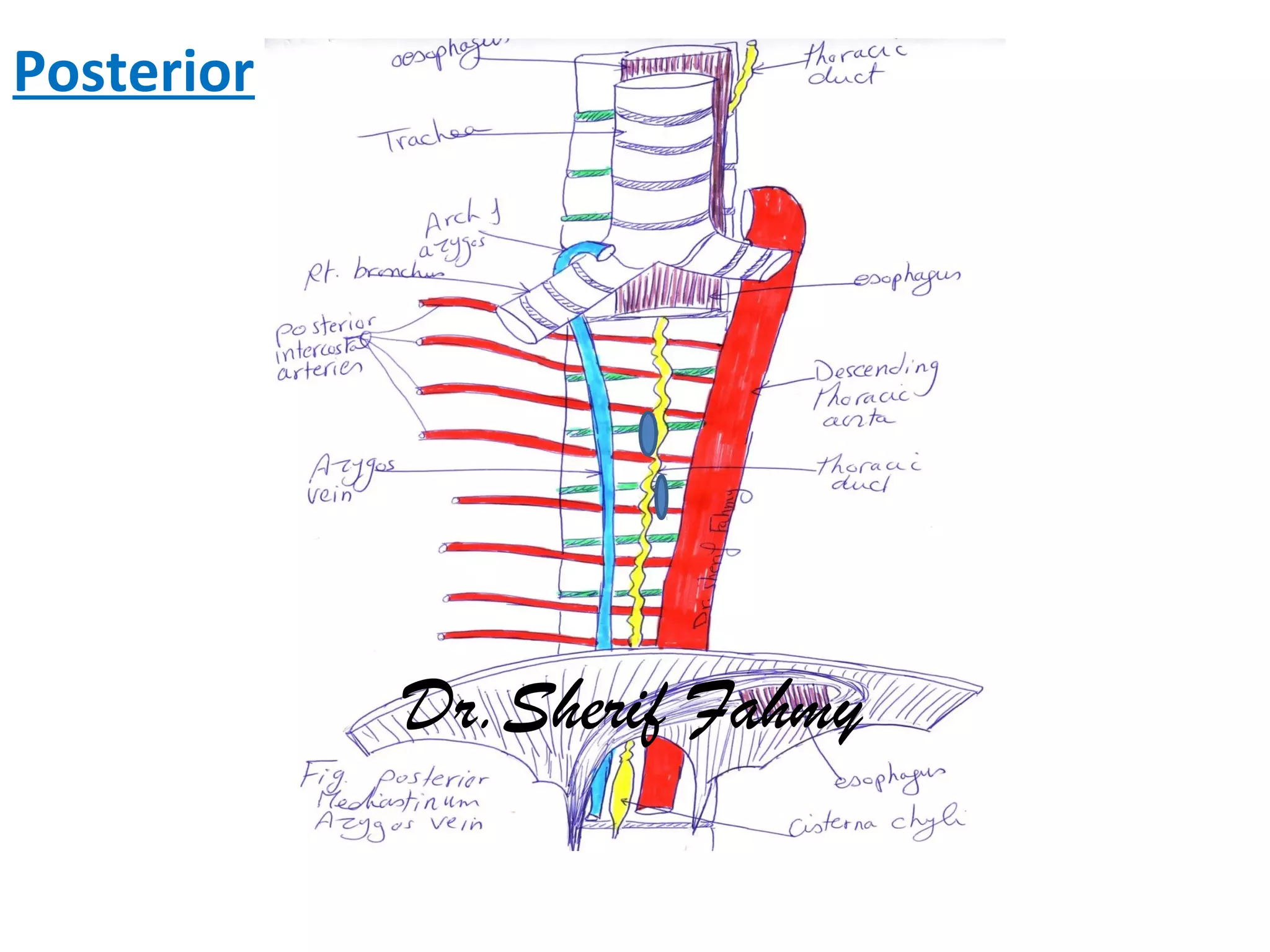 Posterior
Dr.Sherif Fahmy
 